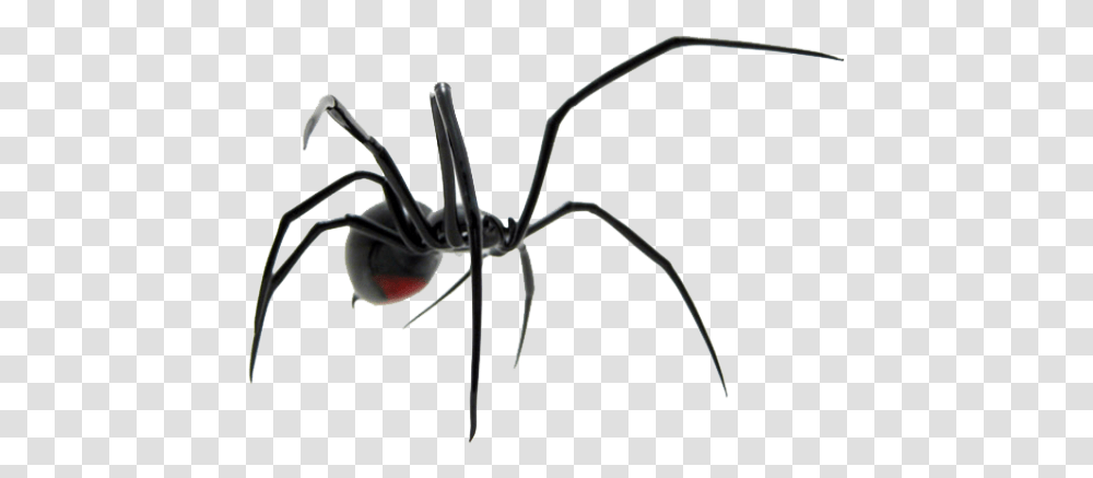 Spider Images Black Widow Spider, Invertebrate, Animal, Insect, Arachnid Transparent Png