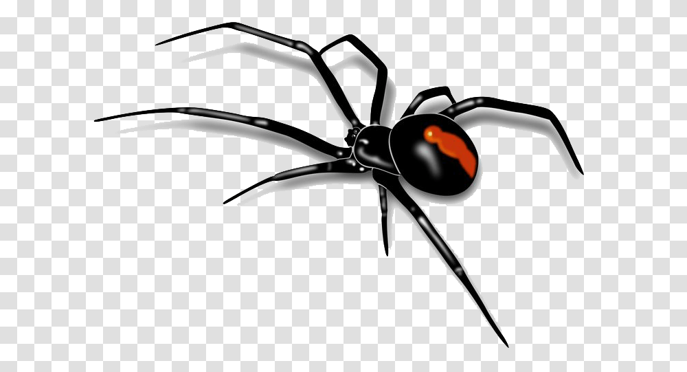 Spider Images Free Download, Black Widow, Insect, Invertebrate, Animal Transparent Png