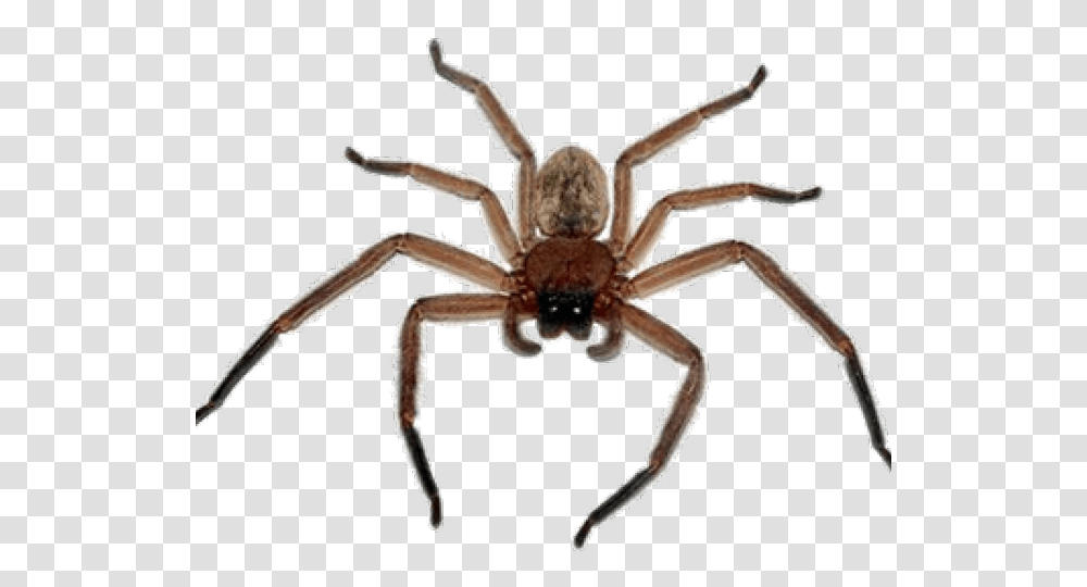Spider Images, Invertebrate, Animal, Arachnid, Garden Spider Transparent Png