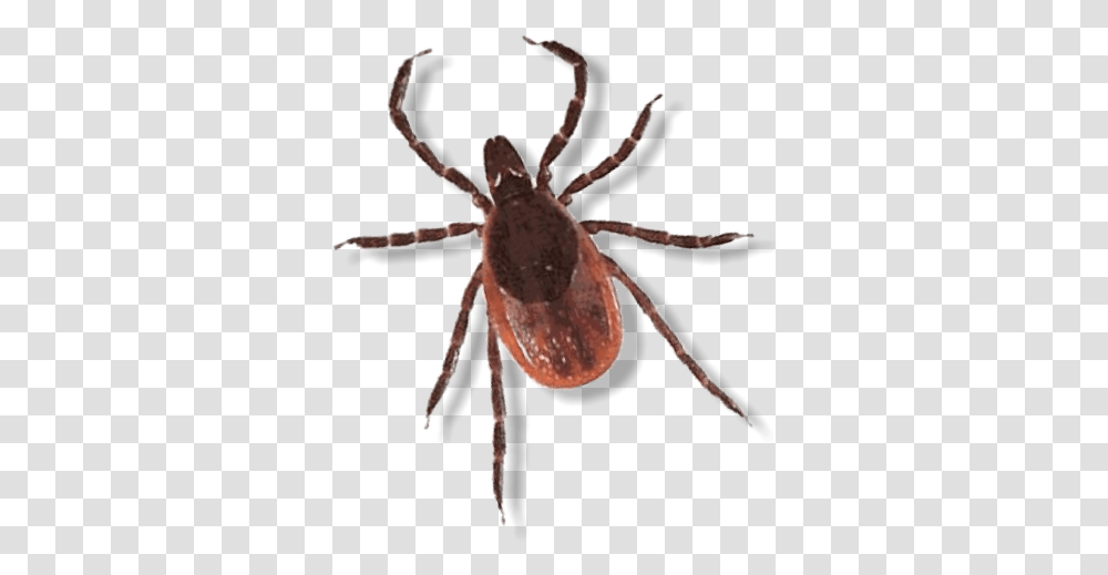 Spider Images Of Insects, Invertebrate, Animal, Arachnid, Tick Transparent Png