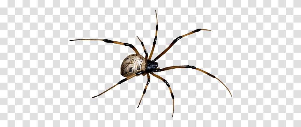 Spider Images Spider, Invertebrate, Animal, Arachnid, Garden Spider Transparent Png