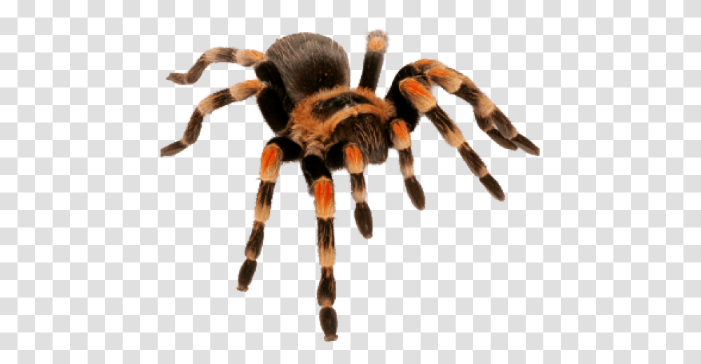 Spider Images Spider Tarantula, Insect, Invertebrate, Animal, Arachnid Transparent Png