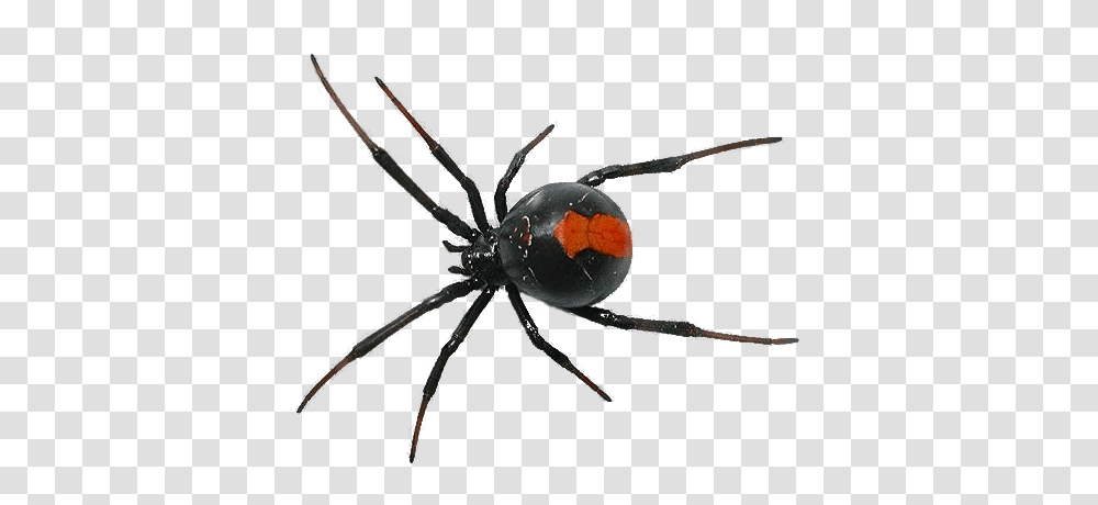 Spider, Insect, Animal, Black Widow, Invertebrate Transparent Png