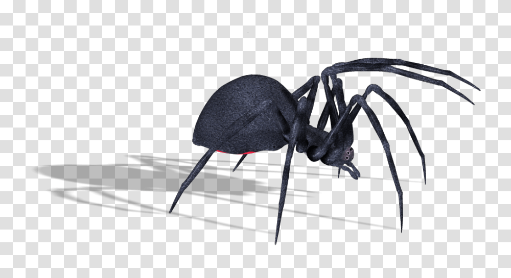 Spider, Insect, Animal, Invertebrate, Ant Transparent Png