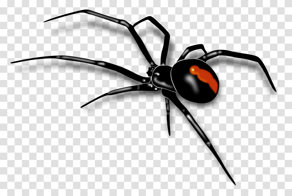 Spider, Insect, Black Widow, Invertebrate, Animal Transparent Png
