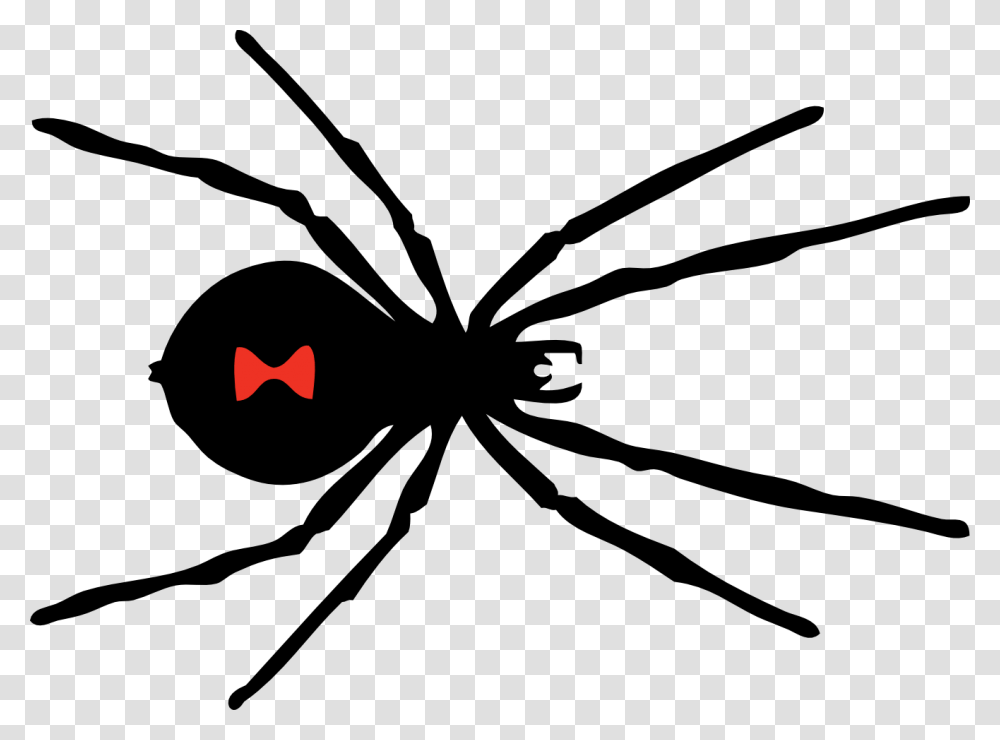 Spider, Insect, Bow, Black Widow, Invertebrate Transparent Png