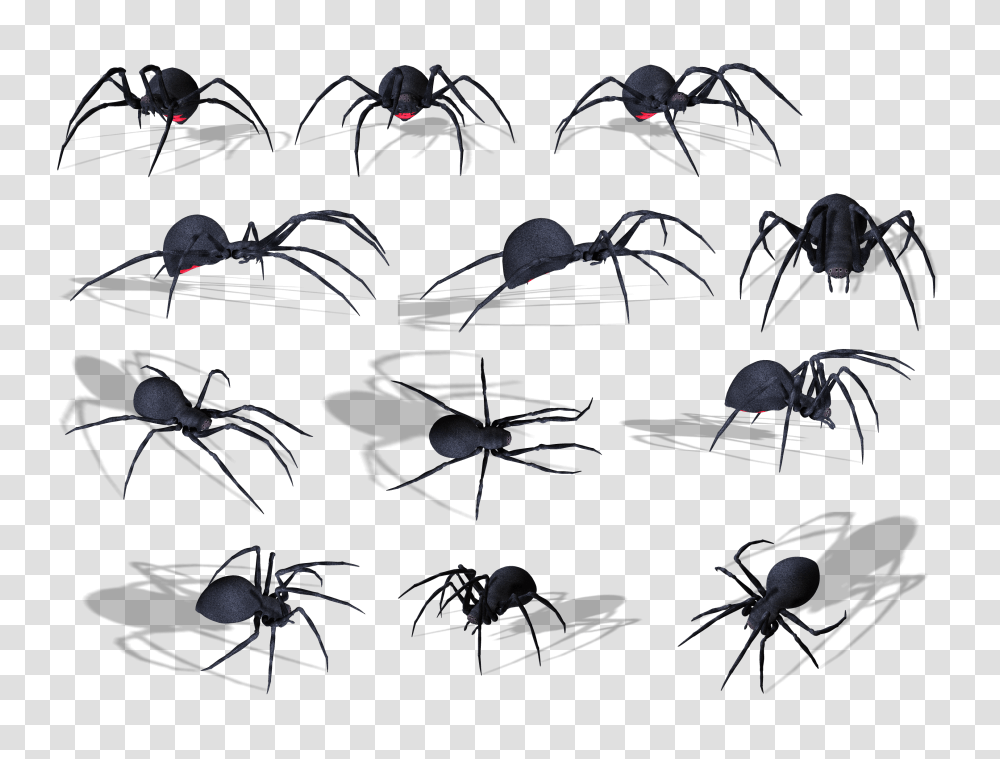 Spider, Insect, Collage, Poster, Advertisement Transparent Png