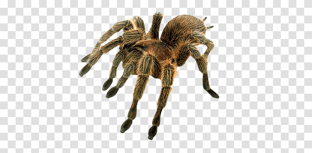 Spider, Insect, Dinosaur, Reptile, Animal Transparent Png