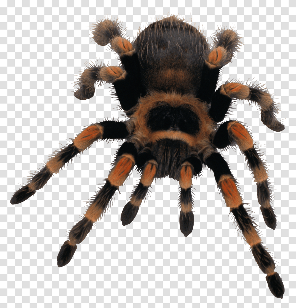 Spider, Insect, Invertebrate, Animal, Arachnid Transparent Png