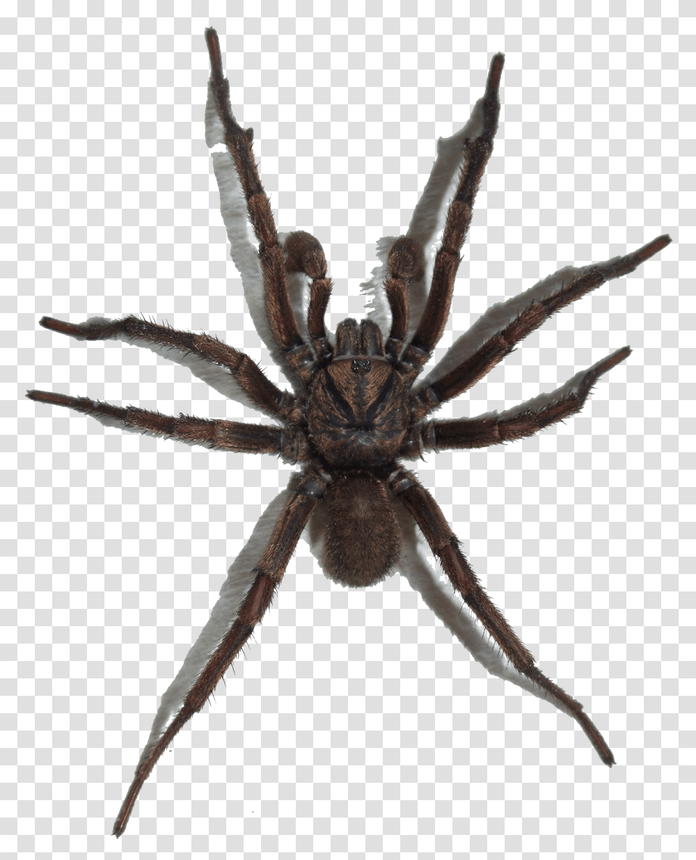 Spider, Insect, Invertebrate, Animal, Arachnid Transparent Png