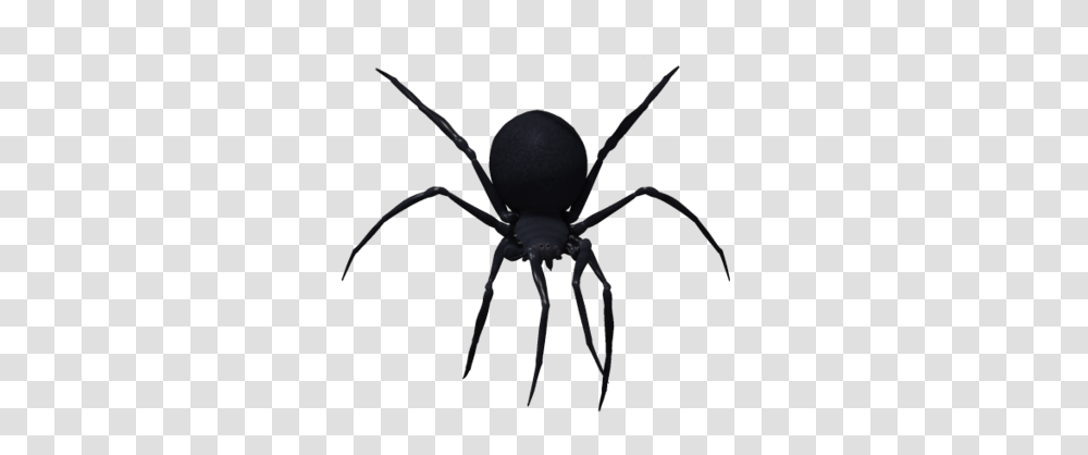 Spider, Insect, Invertebrate, Animal, Arachnid Transparent Png