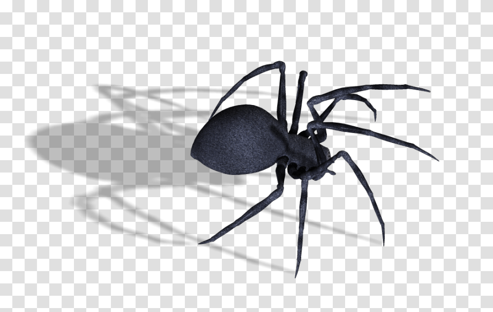 Spider, Insect, Invertebrate, Animal, Arachnid Transparent Png