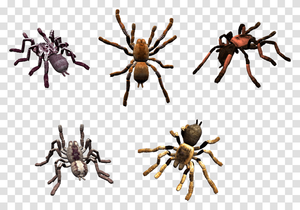 Spider, Insect, Invertebrate, Animal, Arachnid Transparent Png