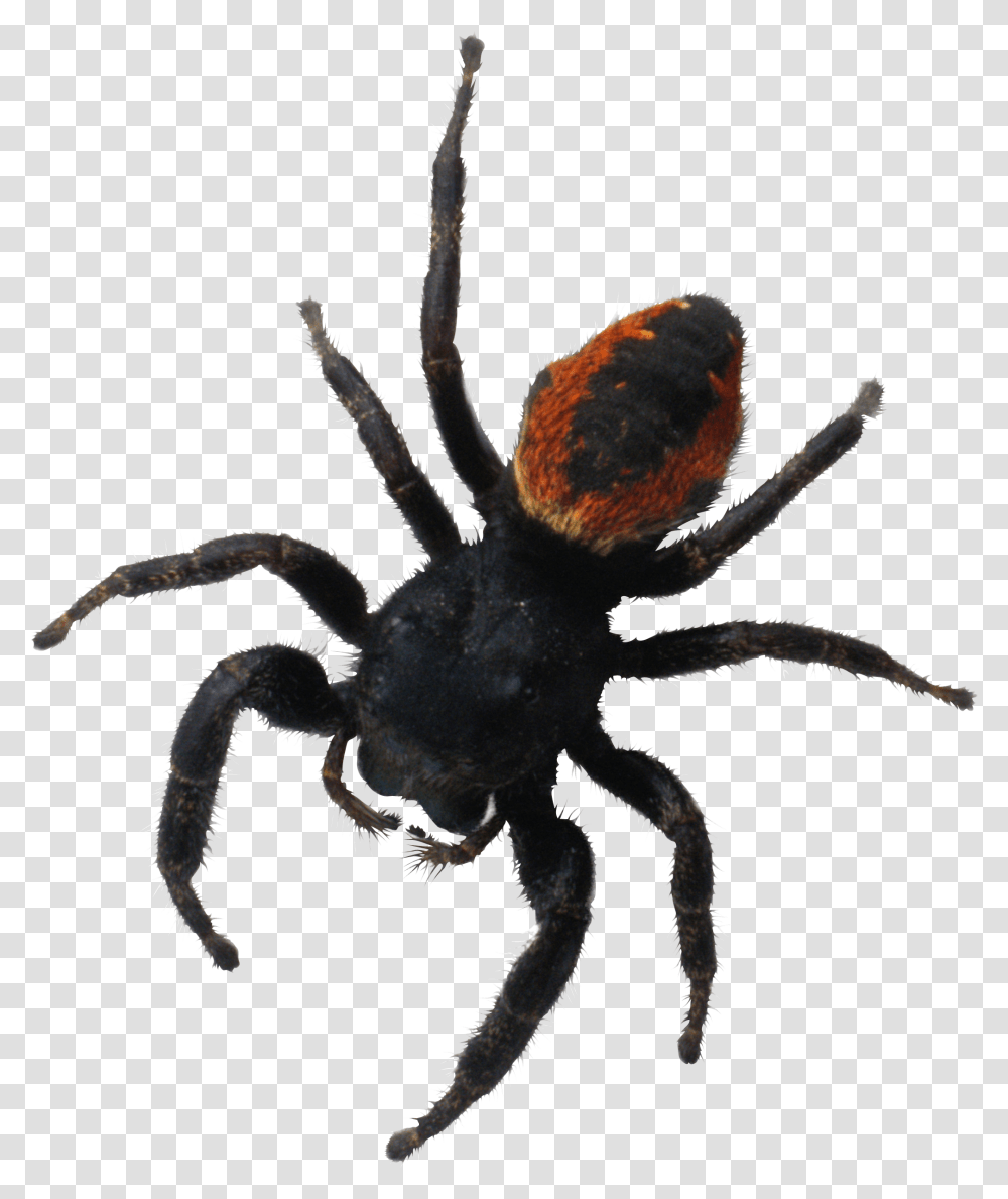 Spider, Insect, Invertebrate, Animal, Arachnid Transparent Png