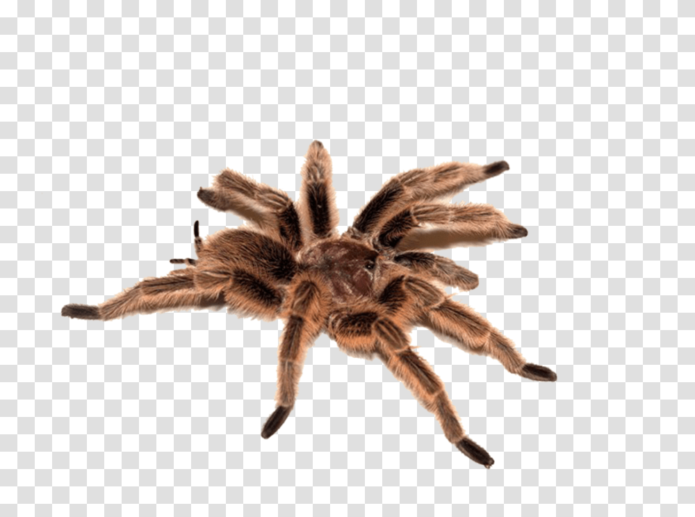 Spider, Insect, Invertebrate, Animal, Arachnid Transparent Png