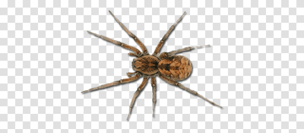 Spider, Insect, Invertebrate, Animal, Arachnid Transparent Png