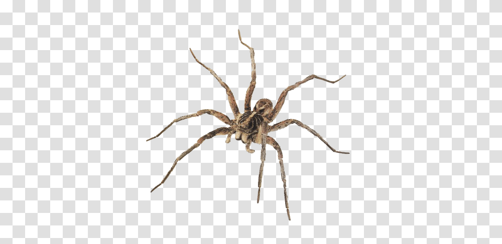 Spider, Insect, Invertebrate, Animal, Arachnid Transparent Png