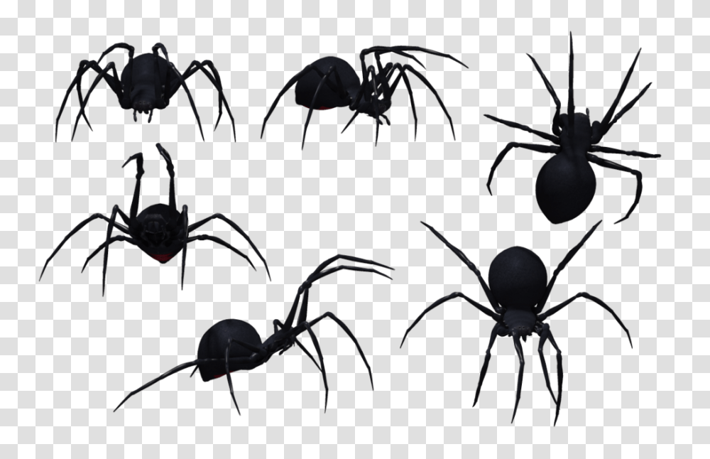 Spider, Insect, Invertebrate, Animal, Arachnid Transparent Png