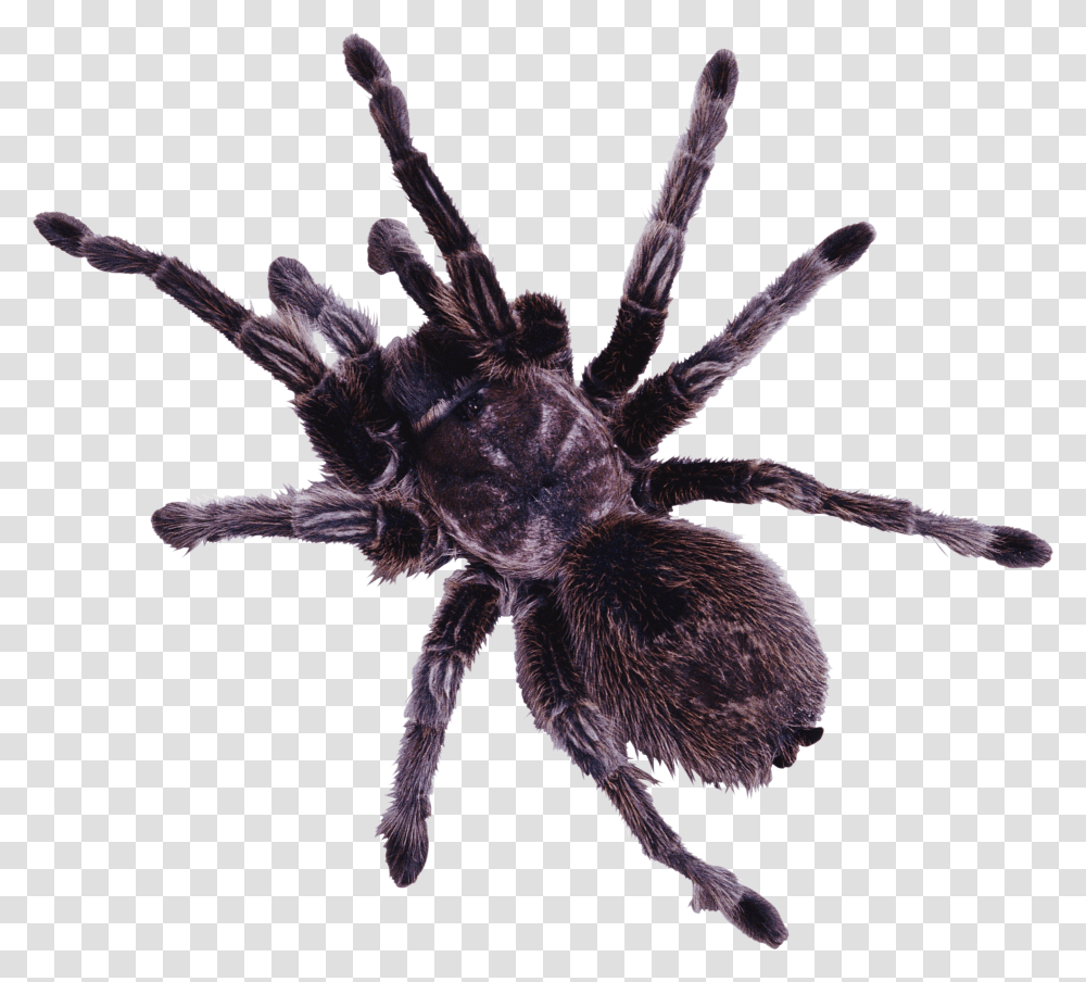 Spider, Insect, Invertebrate, Animal, Arachnid Transparent Png