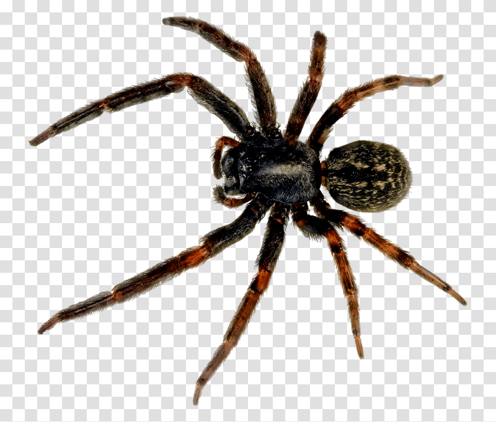 Spider, Insect, Invertebrate, Animal, Arachnid Transparent Png