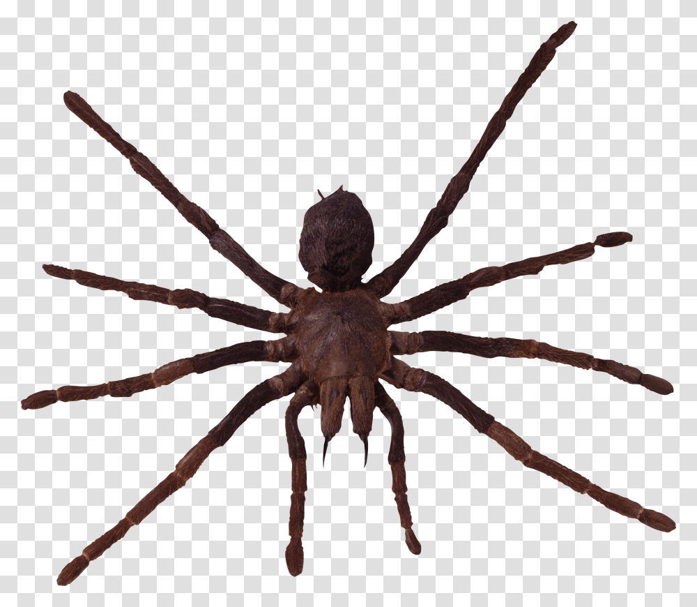 Spider, Insect, Invertebrate, Animal, Arachnid Transparent Png