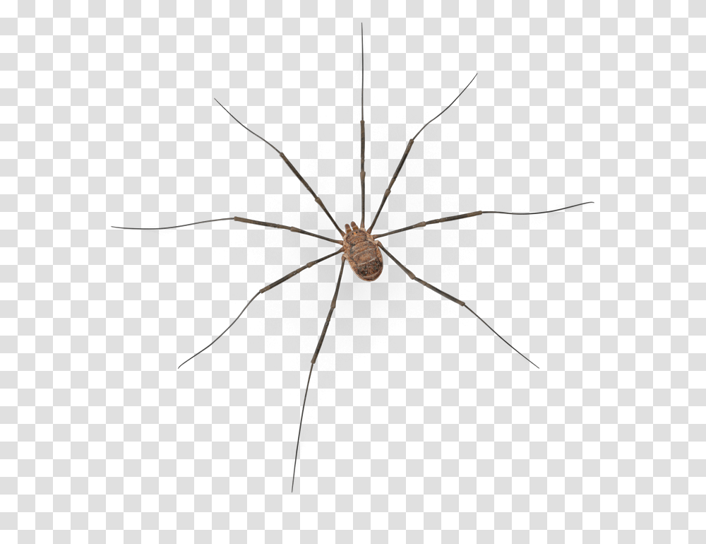 Spider, Insect, Invertebrate, Animal, Arachnid Transparent Png