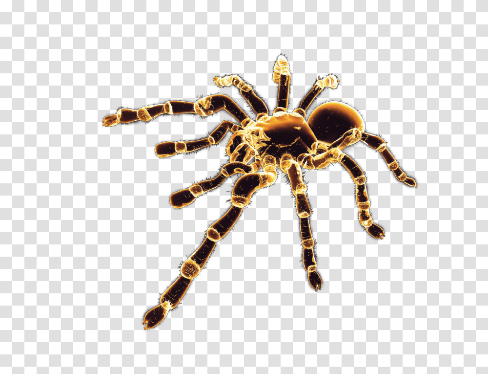 Spider, Insect, Invertebrate, Animal, Tarantula Transparent Png
