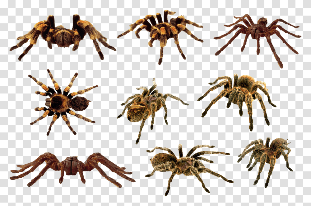 Spider, Insect, Tarantula, Invertebrate, Animal Transparent Png