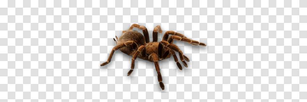 Spider, Insect, Tarantula, Invertebrate, Animal Transparent Png