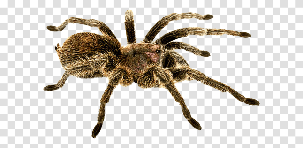 Spider, Insect, Tarantula, Invertebrate, Animal Transparent Png