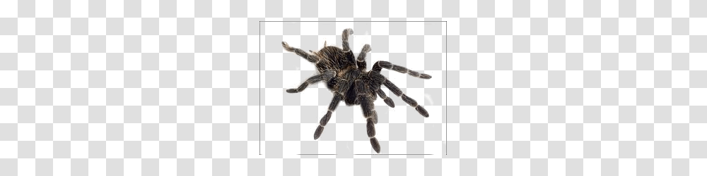 Spider, Insect, Tarantula, Invertebrate, Animal Transparent Png