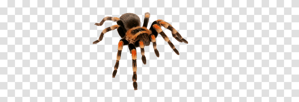 Spider, Insect, Tarantula, Invertebrate, Animal Transparent Png