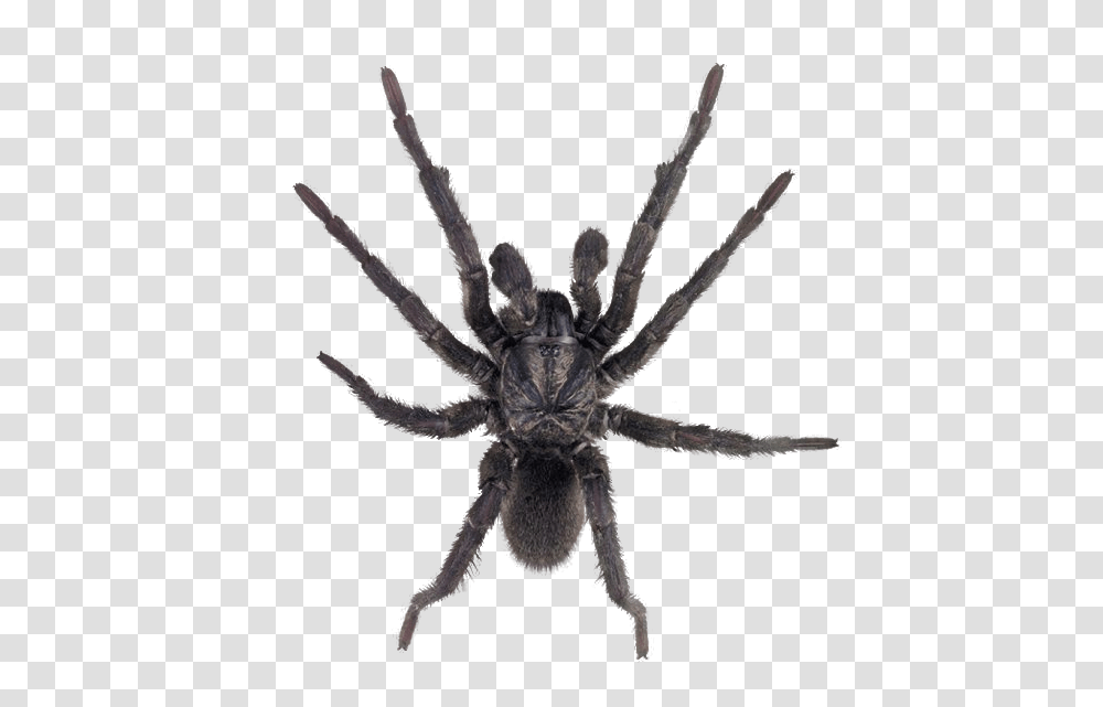 Spider, Insect, Tarantula, Invertebrate, Animal Transparent Png