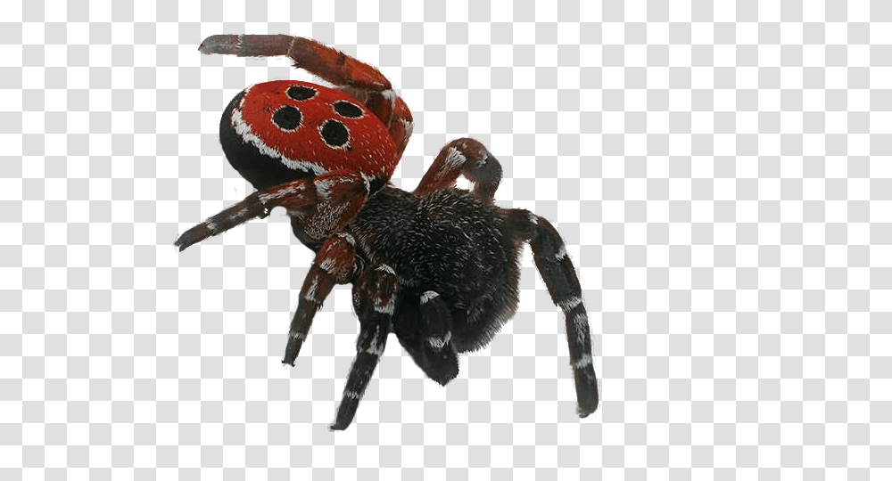 Spider, Insect, Toy, Invertebrate, Animal Transparent Png
