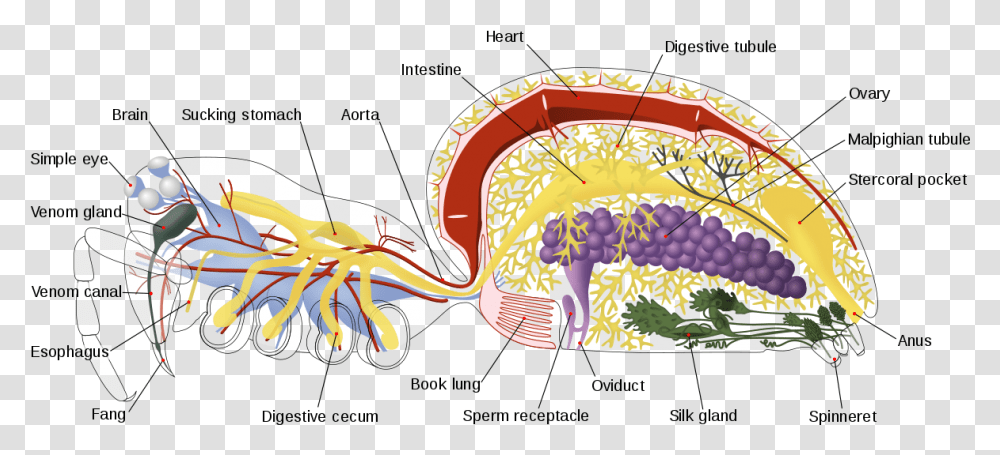 Spider Internal Anatomy En Anatomy Spider, Label, Food, Meal Transparent Png