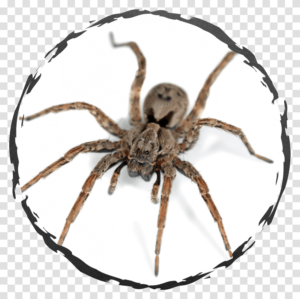Spider, Invertebrate, Animal, Arachnid, Garden Spider Transparent Png