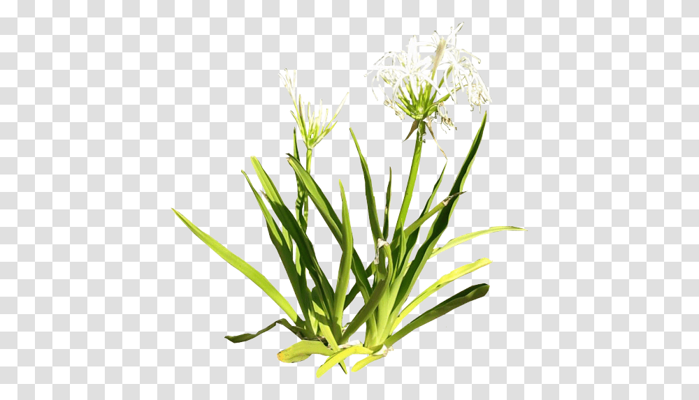 Spider Lily 2 Image Grass, Plant, Flower, Amaryllidaceae, Flax Transparent Png