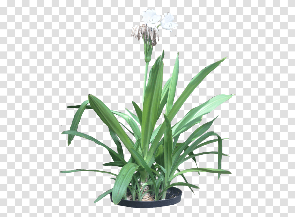 Spider Lily Plant, Amaryllidaceae, Flower, Blossom, Iris Transparent Png