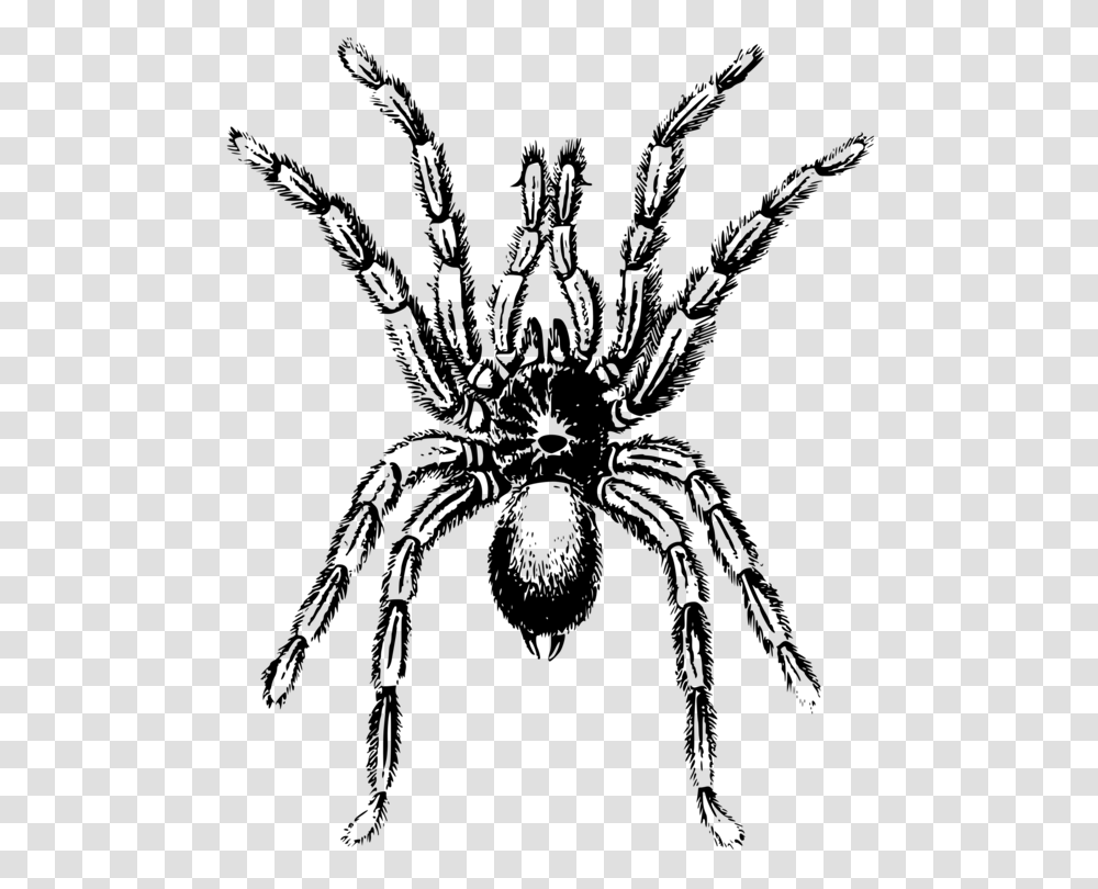 Spider Lycosa Tarantula Arthropod Angulate Orbweavers Free, Gray, World Of Warcraft Transparent Png
