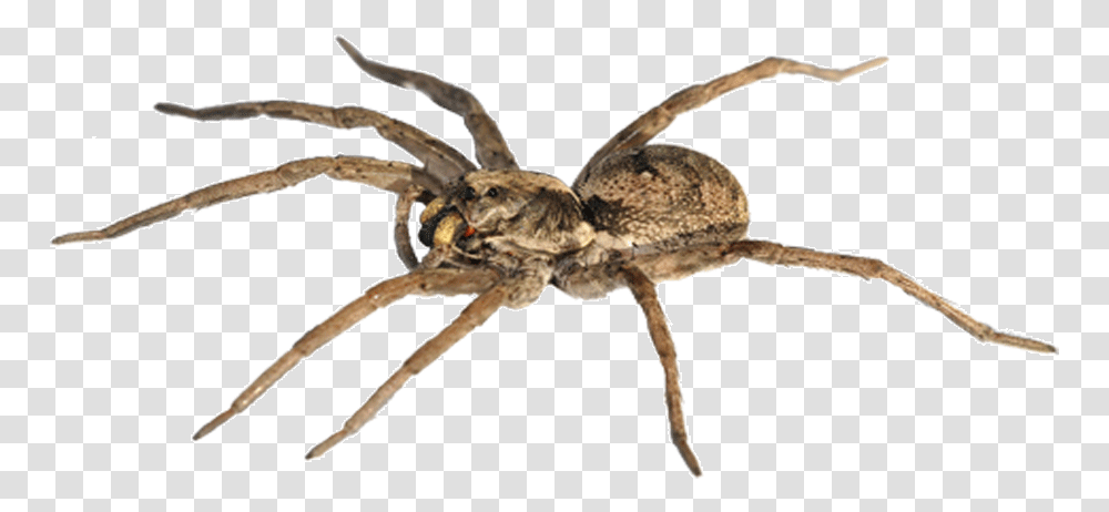 Spider Man Goliath Birdeater The Wolf Spider Stock Male Wolf Spider, Invertebrate, Animal, Arachnid, Insect Transparent Png