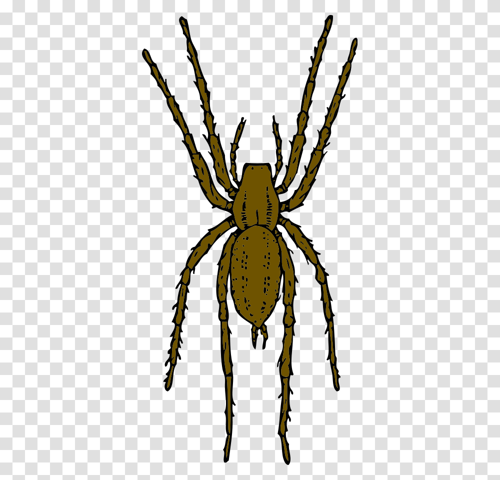 Spider Map Template Education World Realistic Spider Clip Art, Animal, Invertebrate, Insect, Arachnid Transparent Png