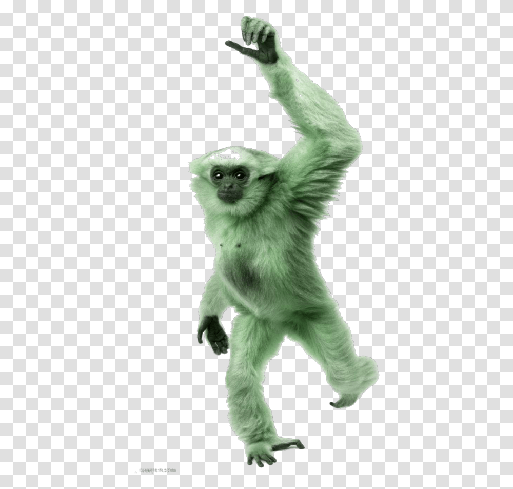 Spider Monkey Green Monkey Background, Wildlife, Mammal, Animal, Baboon Transparent Png