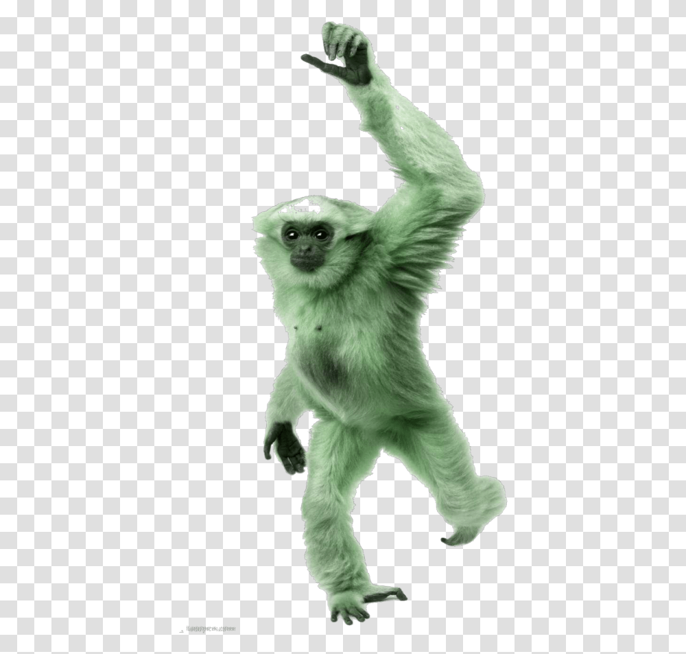 Spider Monkey Mq Green Monkey Gorilla Animal Monkey With White Hands, Wildlife, Mammal, Baboon, Cat Transparent Png