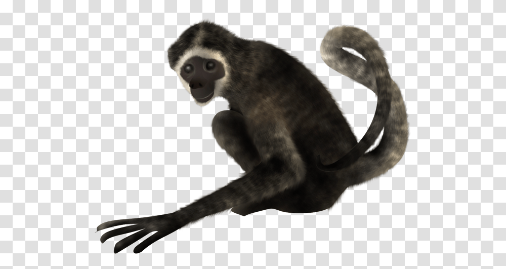 Spider Monkey On A Background, Animal, Mammal, Wildlife, Bird Transparent Png
