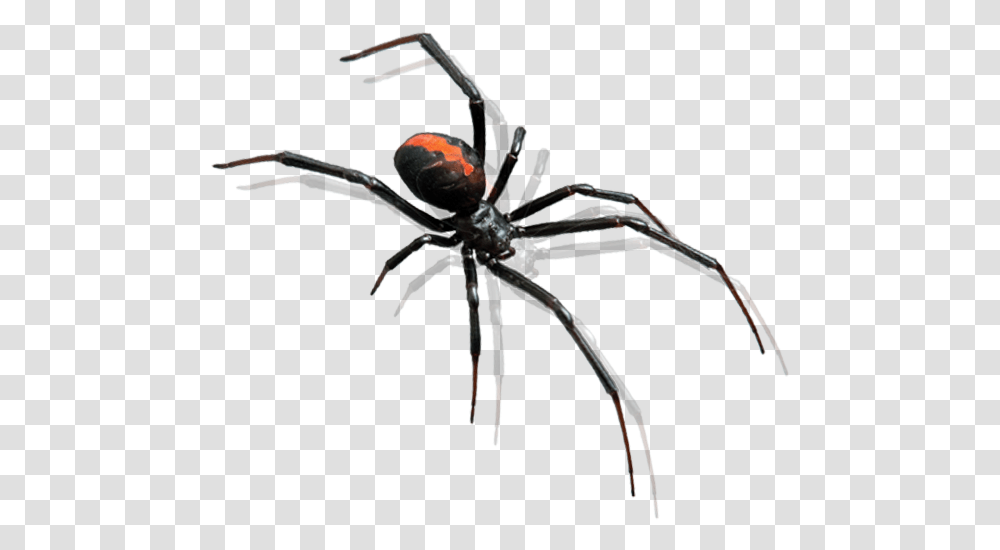 Spider Pest Control Bunbury Black Widow Spider, Invertebrate, Animal, Arachnid Transparent Png