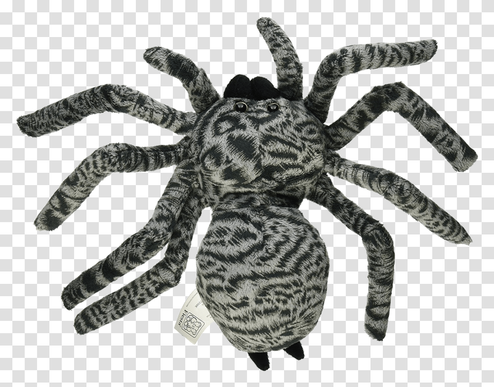 Spider Photo Tarantula Spider, Insect, Invertebrate, Animal, Arachnid Transparent Png
