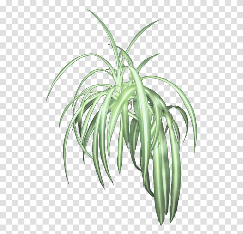 Spider Plant, Staircase, Root, Spiral, Coil Transparent Png