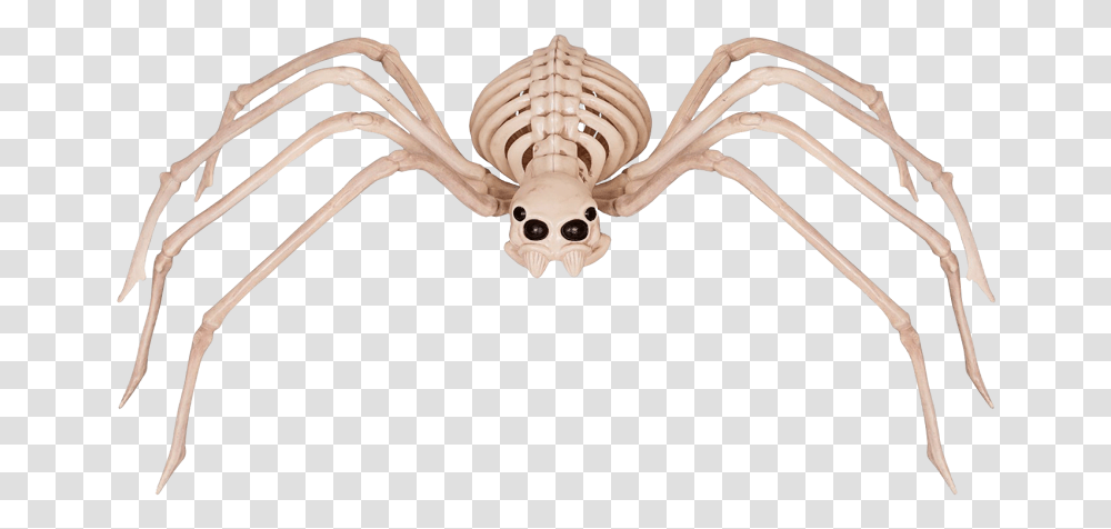 Spider Skeleton, Bird, Animal, Antler Transparent Png