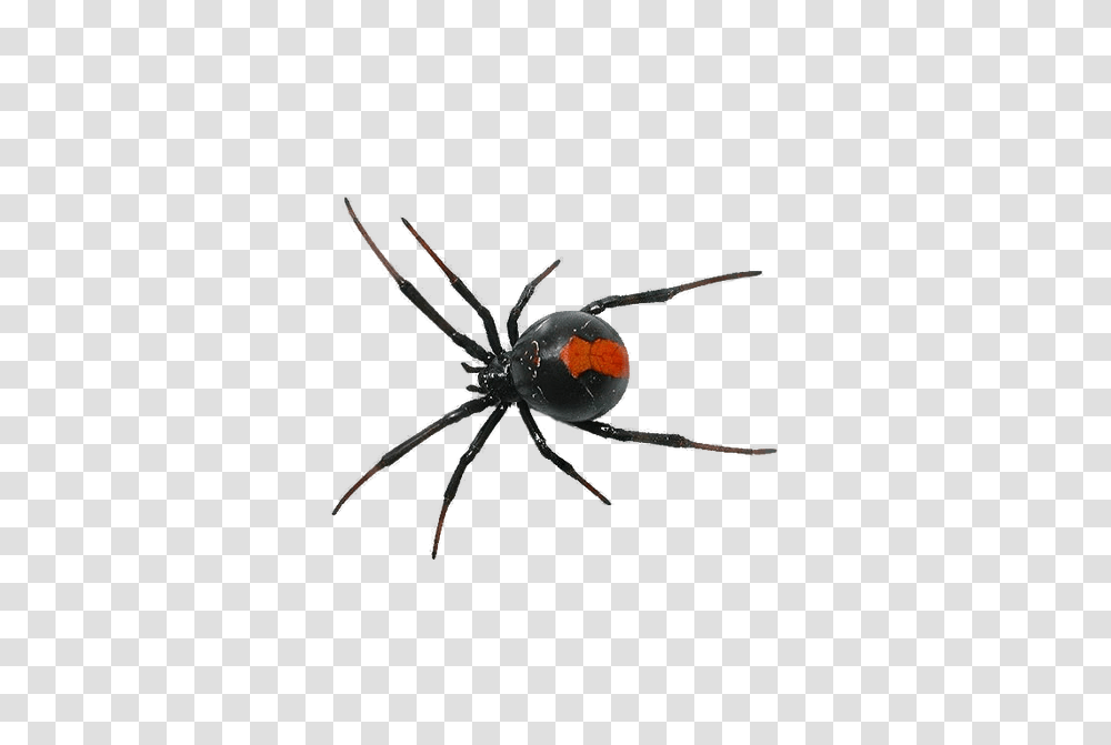 Spider Southern Black Widow Clip Art, Bow, Machine, Weapon, Photography Transparent Png