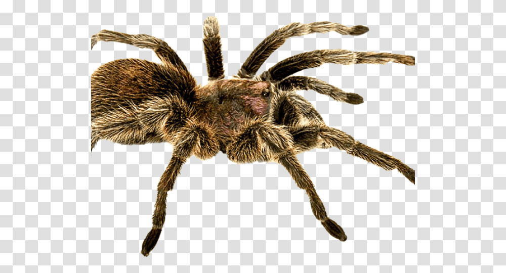 Spider Spider, Tarantula, Insect, Invertebrate, Animal Transparent Png